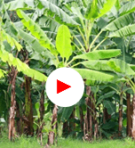 Agri Videos