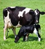 Animal Husbandry