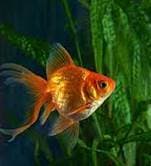 Fisheries